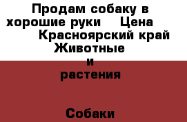 Продам собаку в хорошие руки  › Цена ­ 2 500 - Красноярский край Животные и растения » Собаки   . Красноярский край